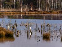 Teleblick zu Baumrelikten im Moorsee